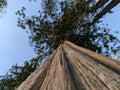 Squirrel view1