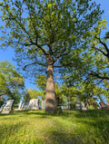 Tree View1